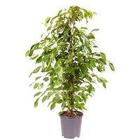 You Garden Ficus Benjamanica (Weeping Fig) 21Cm Pot 90Cm Tall - Green Houseplant