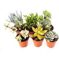 You Garden Indoor Succulents Mix 6 Types In Mini 5.5Cm Plants