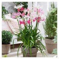 You Garden Hardy Nerine (Guernsey Lily) Hybridisers Mix X 10 Bulbs