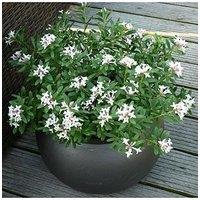 You Garden Daphne Eternal Fragrance 2L