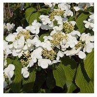 You Garden Viburnum Kilimanjaro Sunrise 3L Wedding Cake Tree