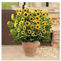 You Garden Helianthus Sunbelieveable & In 3-Litre Pot