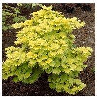 You Garden Acer Shirashanum Aureum 3L Pot