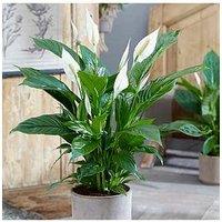 You Garden Spathiphyllum 'Sweet Silver' 14Cm Pot