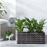 Very Home Aruba Trough Shaped Rattan Planter