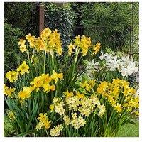 You Garden Dwarf Daffodils & Narcisisi X 100 Bulbs