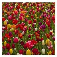 You Garden Dwarf Tulips X 30 Bulbs Mixed