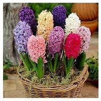 You Garden Mixed Garden Hyacinths X 10 Bulbs