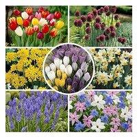 You Garden 300 Bulb Collection