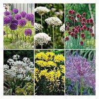 You Garden Allium Bulb Collection - 100 Bulbs