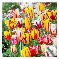 You Garden Rembrandt Striped Tulips Mix X 15 Bulbs