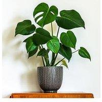 You Garden Monstera Deliciosa 4L 80 - 85Cm