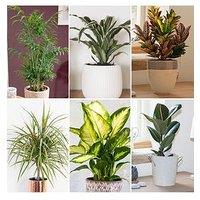 You Garden Foliage Houseplant Mix (6 X 12Cm)