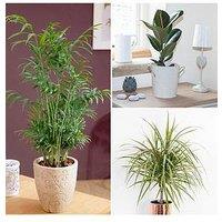 You Garden Foliage Houseplant Mix 3 X 12Cm