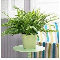 You Garden Nephrolepis Excaltata Sonata 19Cm Hanging Pot 50 - 60Cm