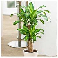 You Garden Dracaena Fragrans Yellow Coast 17Cm 70 - 80Cm
