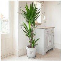 You Garden Yucca 3 Stem 90/45/20Cm In 24Cm Pot (1.3M Tall)