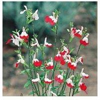You Garden Hardy Salvia 'Hot Lips' 3 X 9Cm