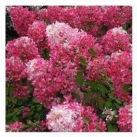 You Garden Hydrangea Paniculata Collection (3 X 9Cm Pots)