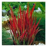 You Garden Imperata 'Red Baron' (Blood Grass) 9Cm X 3