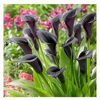 You Garden Black-Flowered Calla - Zantedeschia 'Cantor' X 3 Corms