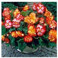 You Garden Begonia Marginata Tubers (X 10)