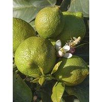 You Garden Large Lime Tree
