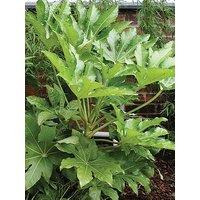 You Garden Fatsia Japonica 60Cm Potted