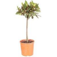 You Garden Bay Tree - Standard 70-80Cm Tall