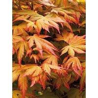 You Garden Acer Palmatum Orange Dream 3L