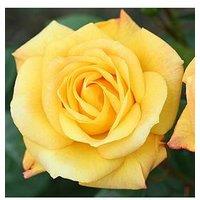 You Garden Rose Climbing Arthur Bell (4L Pot)