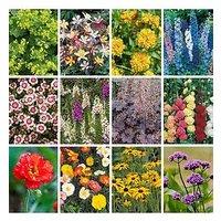 You Garden Cottage Garden Perennials Plug X 12