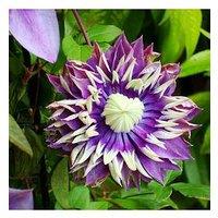 You Garden Pair Clematis 'Taiga'