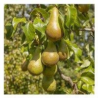 You Garden Pear 'Conference' 5L