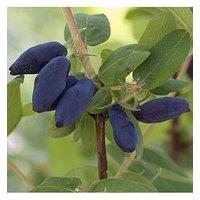 You Garden Lonicera K. Morena 'Honeyberry' 2L