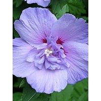 You Garden Hibiscus Chiffon Blue Standard 3L 90Cm