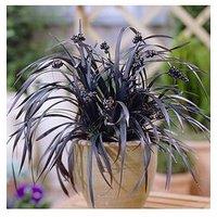 You Garden Ophiopogon Black Dragon Grass
