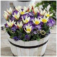 You Garden First Spring Tulip And Crocus Mix 24 Bulbs