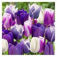 You Garden Paradise Purple Tulip Mix 20 Bulbs