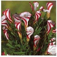 You Garden Oxalis Versicolour Bulbs - Pack Of 10