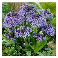 You Garden Scilla Peruviana (Caribbean Lily) Bulbs X 3