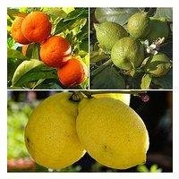 You Garden Citrus Grove Collection 3 X 9Cm Plants