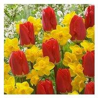 You Garden Early Red Tulip & Narcissus Tete A Tete
