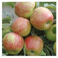 You Garden Apple 'Braeburn' 5L Potted Tree
