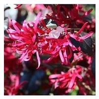 You Garden Loropetulum Black Pearl 2L