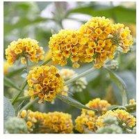 You Garden Buddleia 'Sungold' 2L