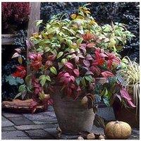 You Garden Nandina 'Firepower' 2L