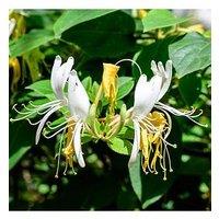 You Garden Lonicera 'Honey Baby' 3L