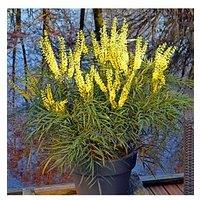 You Garden Mahonia Eurybracteata 'Soft Caress' 19Cm Pot