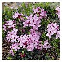 You Garden Daphne 'Pink Fragrance' 2L